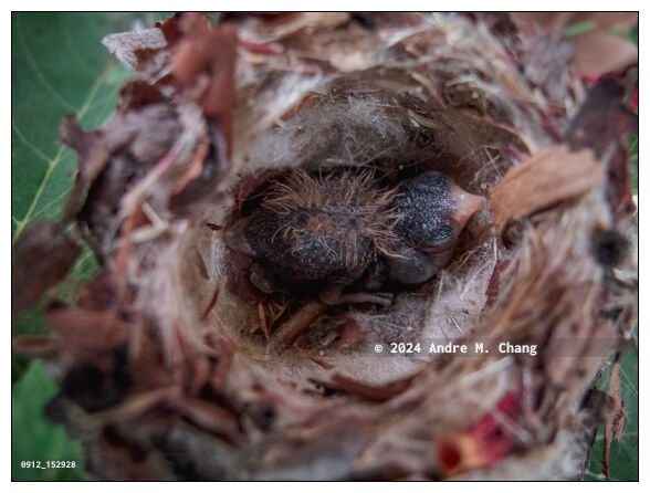 A featherless newborn glittering-bellied emerald (Chlorostilbon lucidus) hummingbird chick still in the nest, on the branch of a sugar-apple (Annona squamosa) tree, is seen in a backyard garden, in Asuncion, Paraguay. (Credit Image: © Andre M. Chang)