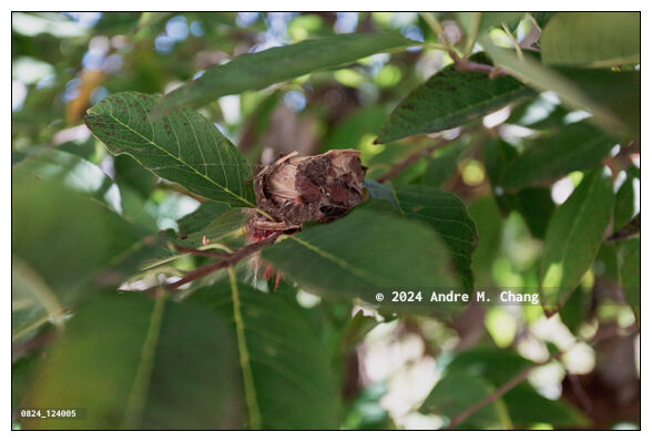 A glittering-bellied emerald (Chlorostilbon lucidus) hummingbird nest built in the branch of a sugar-apple (Annona squamosa) tree, is seen in a backyard garden, in Asuncion, Paraguay. (Credit Image: © Andre M. Chang)