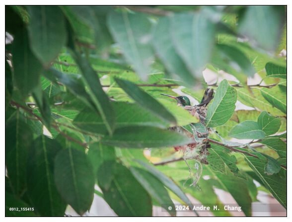 A female glittering-bellied emerald (Chlorostilbon lucidus) hummingbird sits on its nest to keep it warm, on the branch of a sugar-apple (Annona squamosa) tree in a backyard garden, in Asuncion, Paraguay. (Credit Image: © Andre M. Chang)