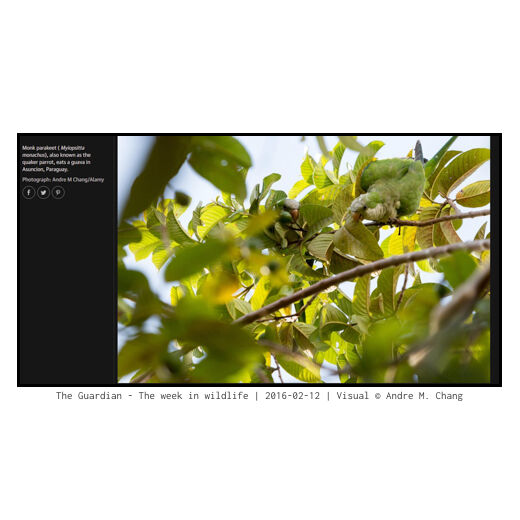 The Guardian - The week in wildlife