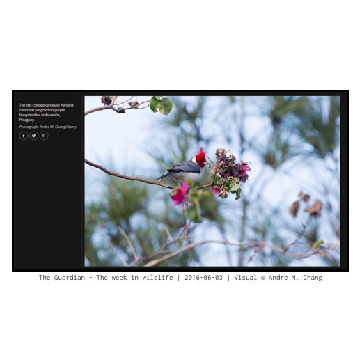 The Guardian - The week in wildlife