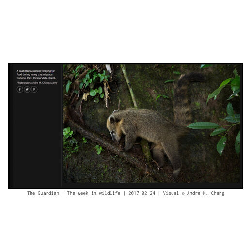 The Guardian - The week in wildlife