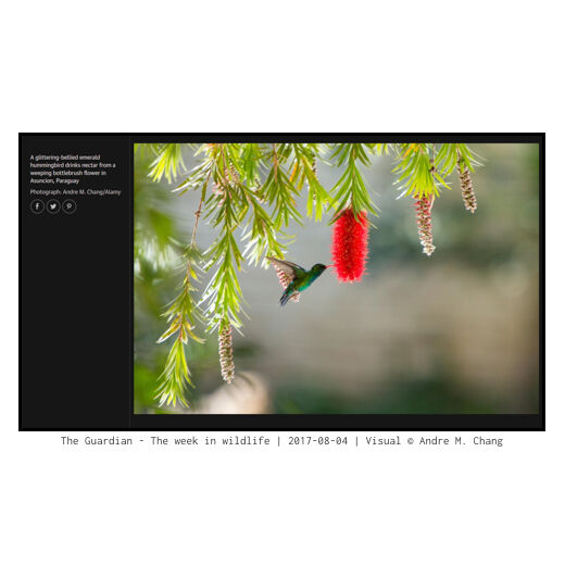 The Guardian - The week in wildlife