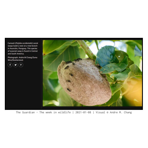 The Guardian - The week in wildlife