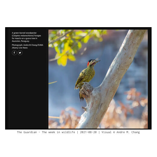 The Guardian - The week in wildlife