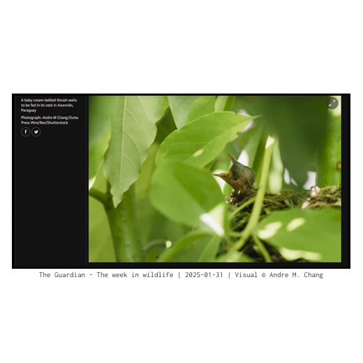 The Guardian - The week in wildlife